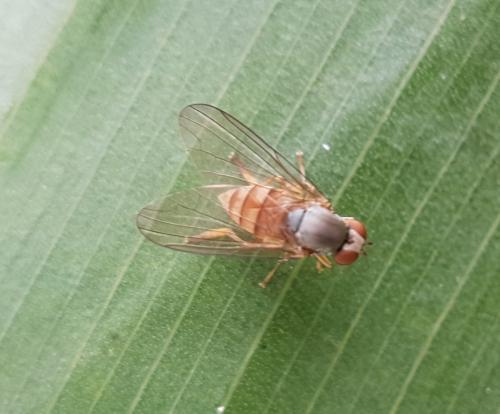 Protoclythia rufa